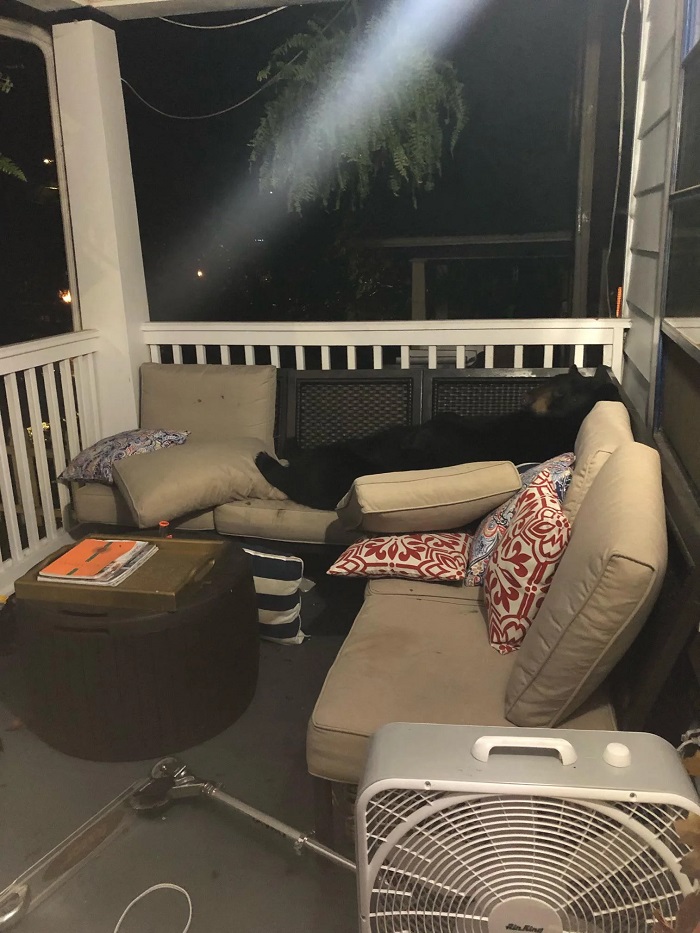 bear sleeping in patio