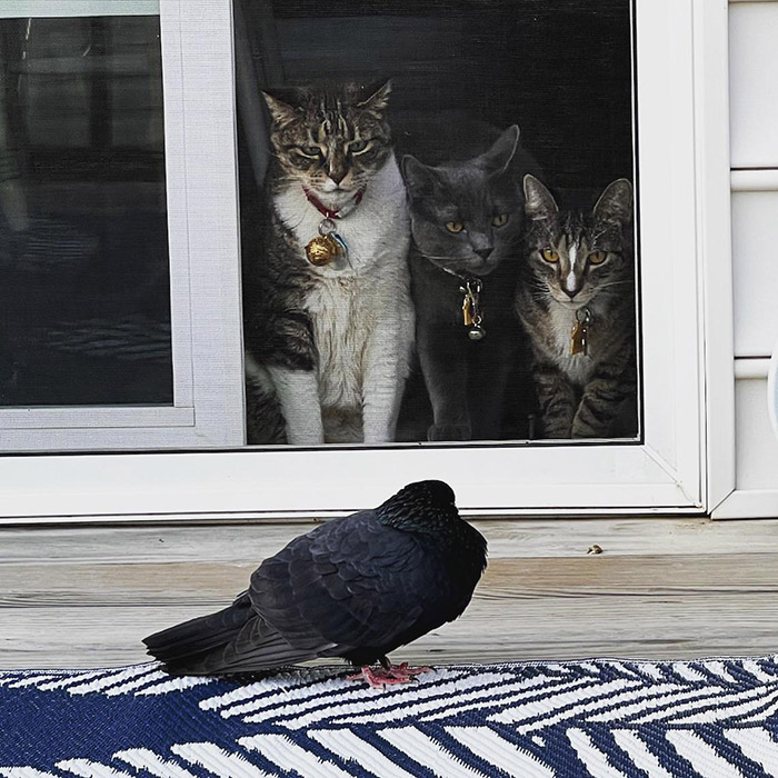 pigeon taunting cats