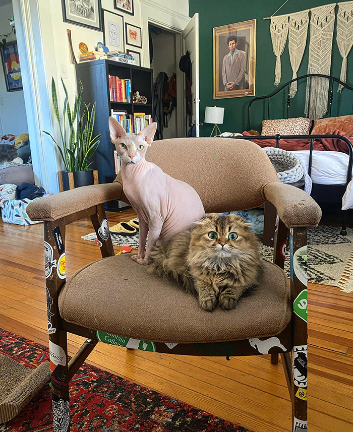 ojqpr-cat-muppets.jpg