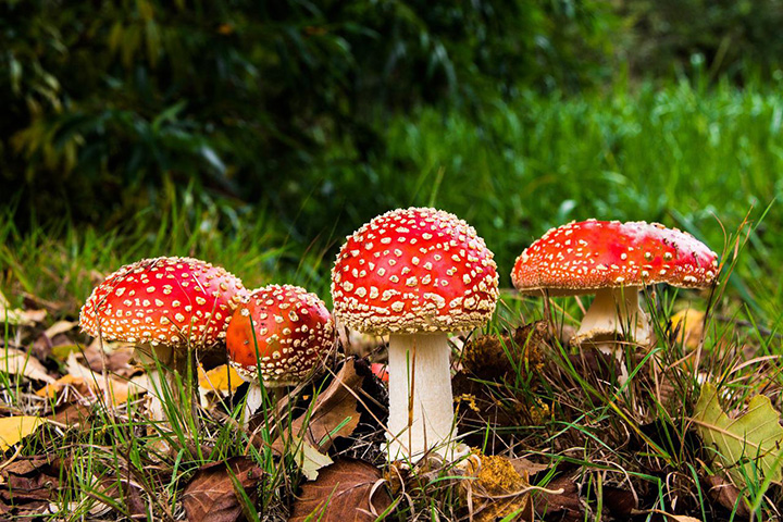 mushrooms talk to each other 50 words