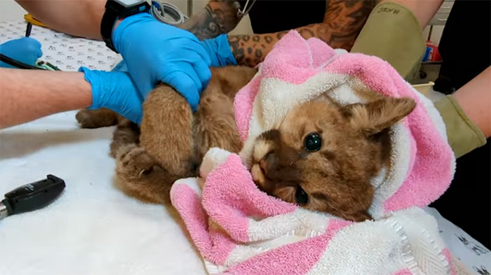 orphan mountain lion cub rescue