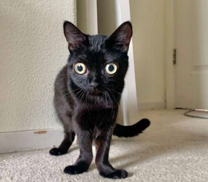 black cat mayor of hell