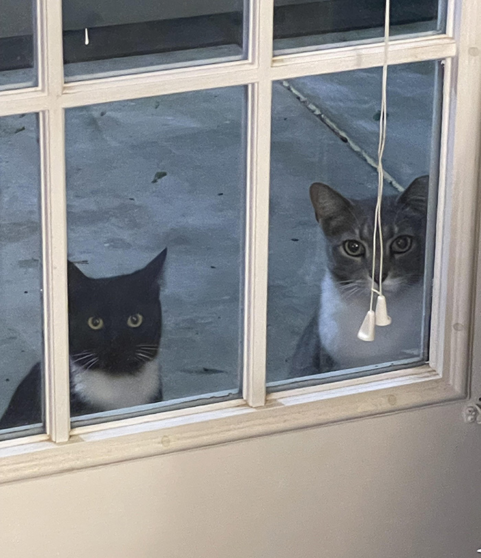 cats staring through window