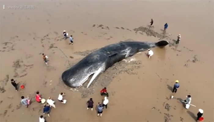 whale rescue in china