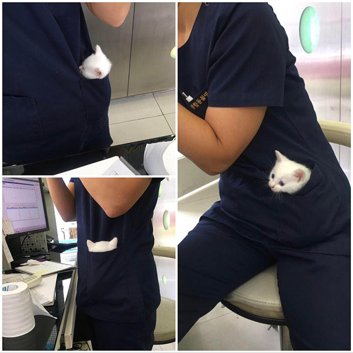 135m7-pocket-kitten.jpg