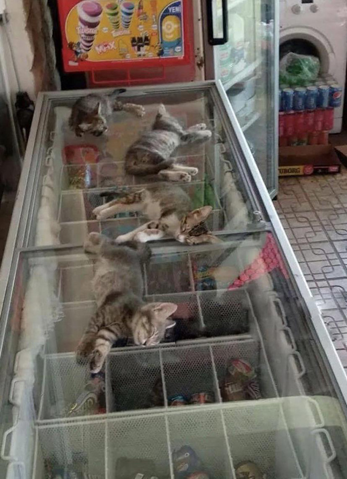 kittens sleep on freezer