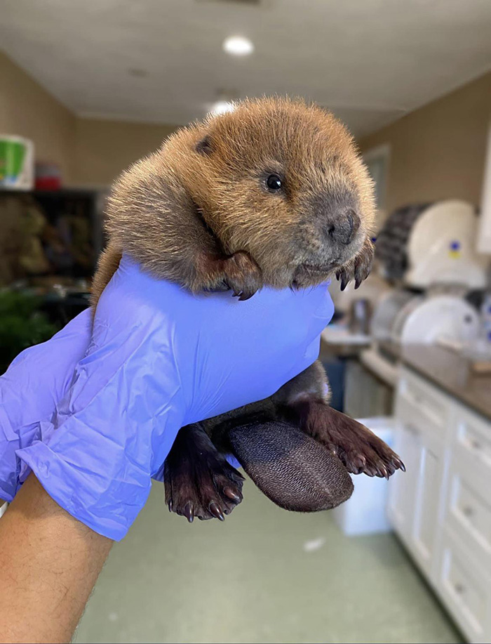  rescued beaver