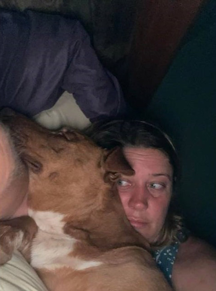 dog sneaks into bed with strangers