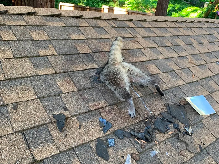 raccoon in roof