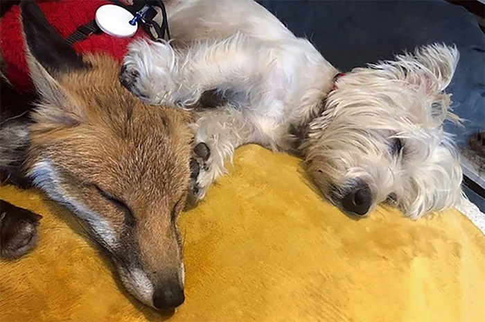 blind fox and dog in wheelchair