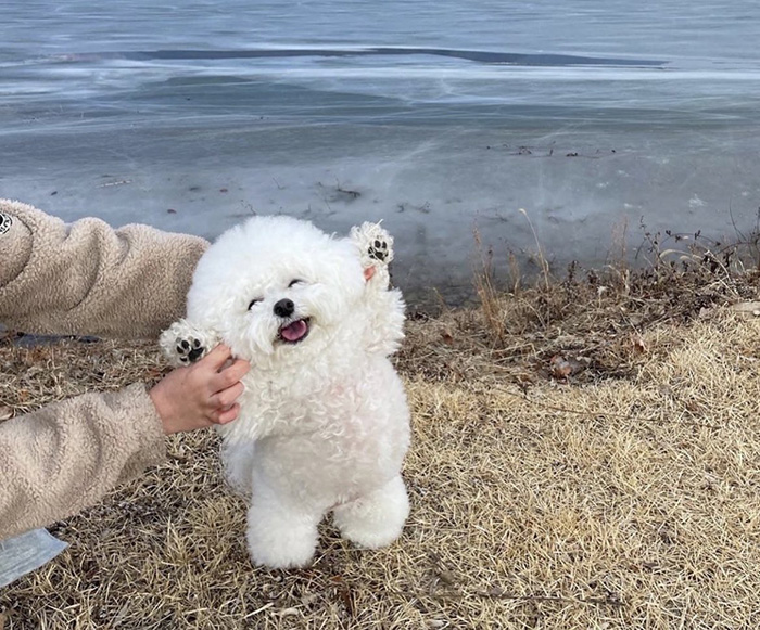 happy dog at the beach