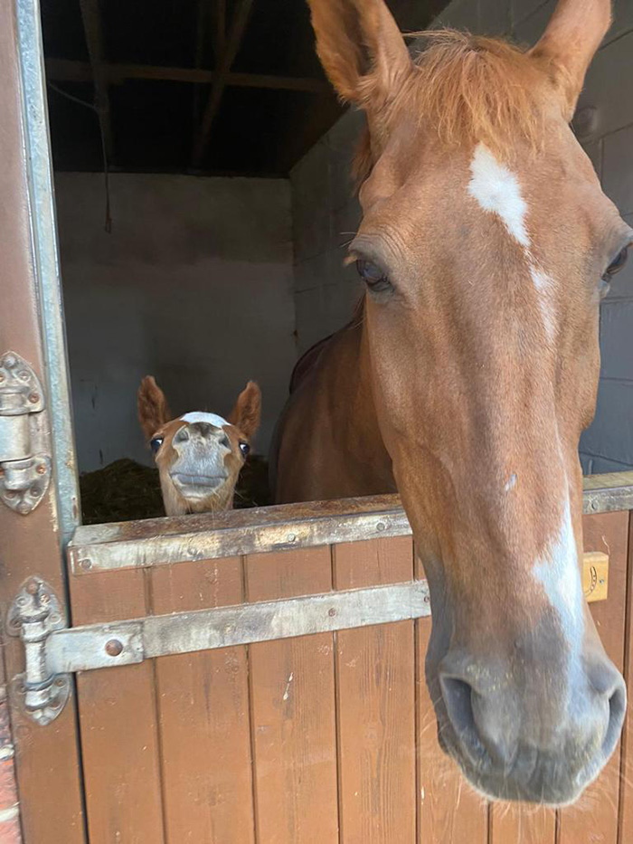baby horse with mom