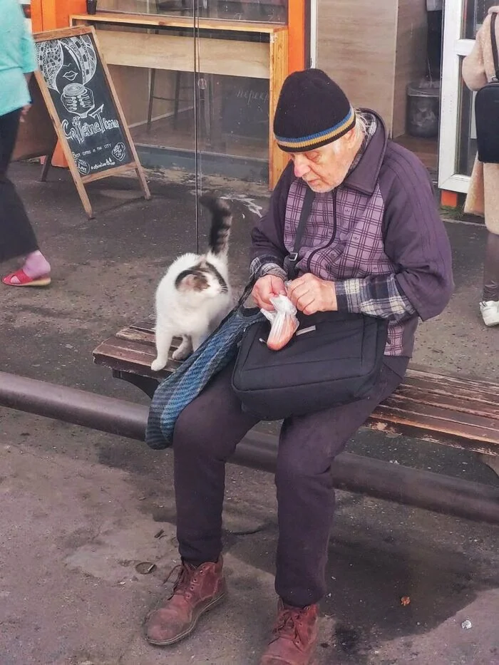 man shares lunch with stray cat