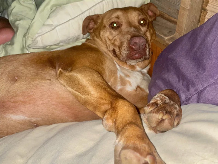 dog breaks into house for snuggles