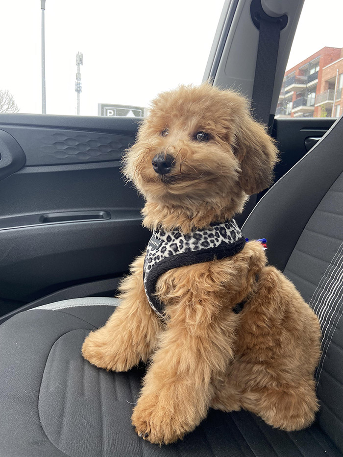 jc3i3-happy-puppy.jpg