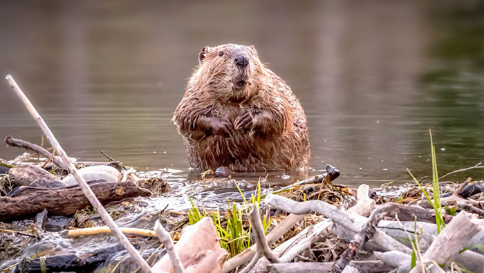 mammals rebound in Europe