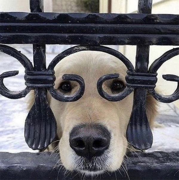 dog eyes gate