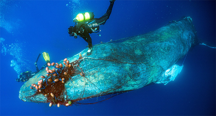 divers save whale in fishing net