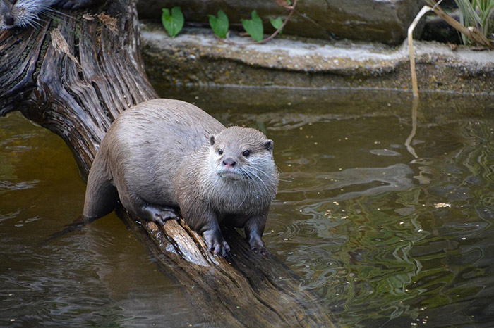 river otters detroit river