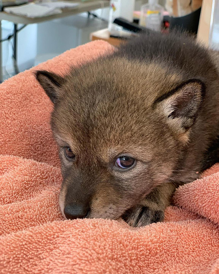 coyote pup mistaken for dog