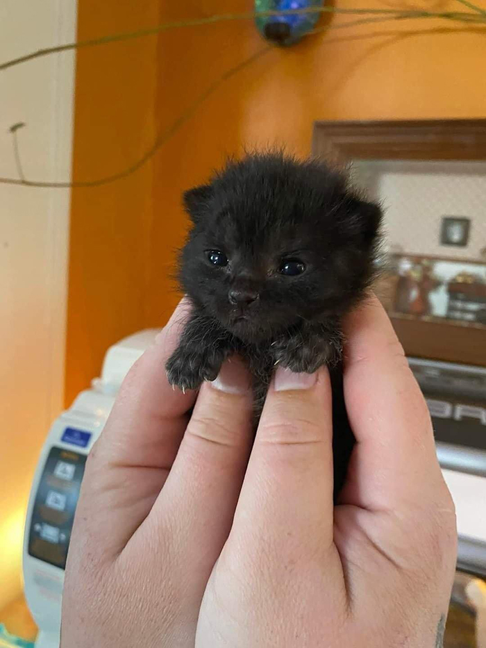 tiny kitten with tiny claws