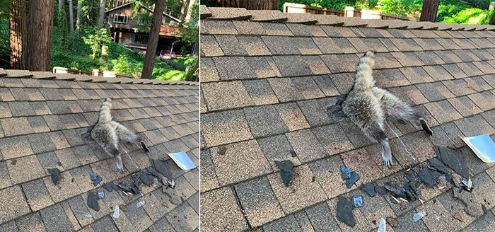 raccoon stuck in roof