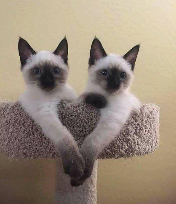 twin cats heart