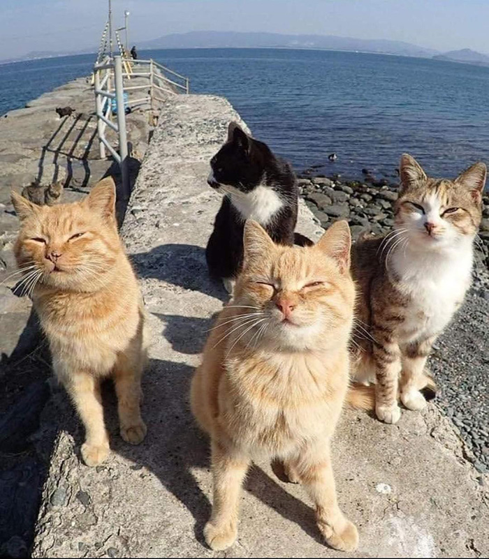 cat band ready to make some music