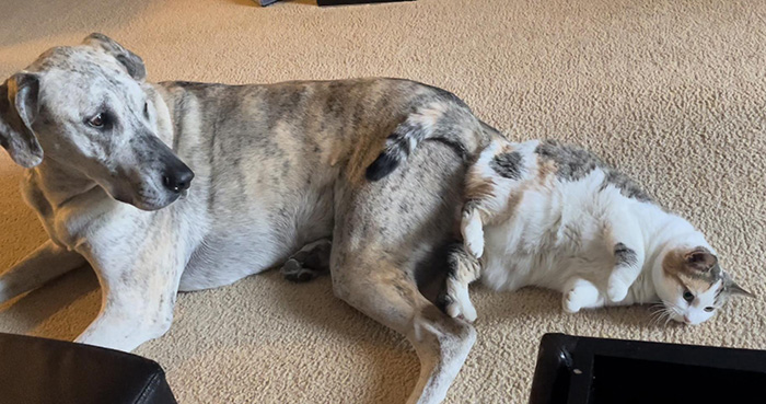 butt buddies