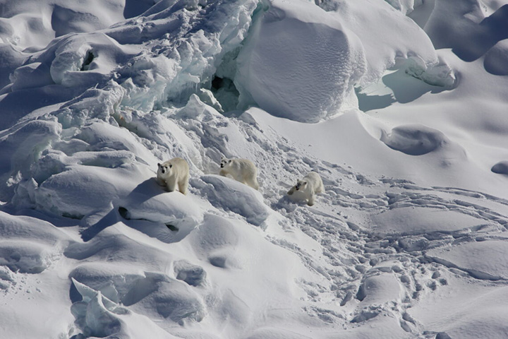polar bears greenland