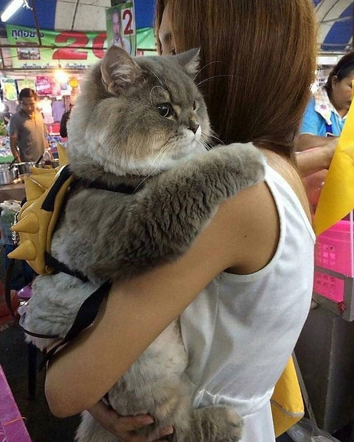 cat baby