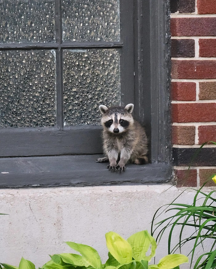 baby raccoon