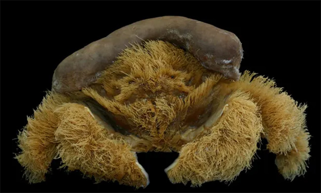 crab wears sponge as hat