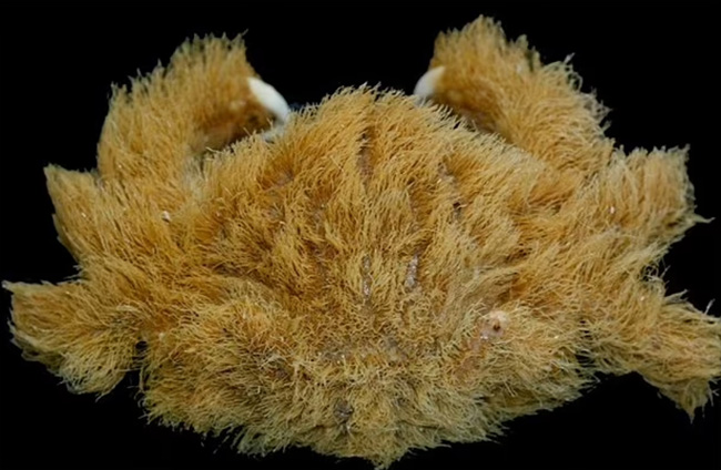 crab wears sponge as hat