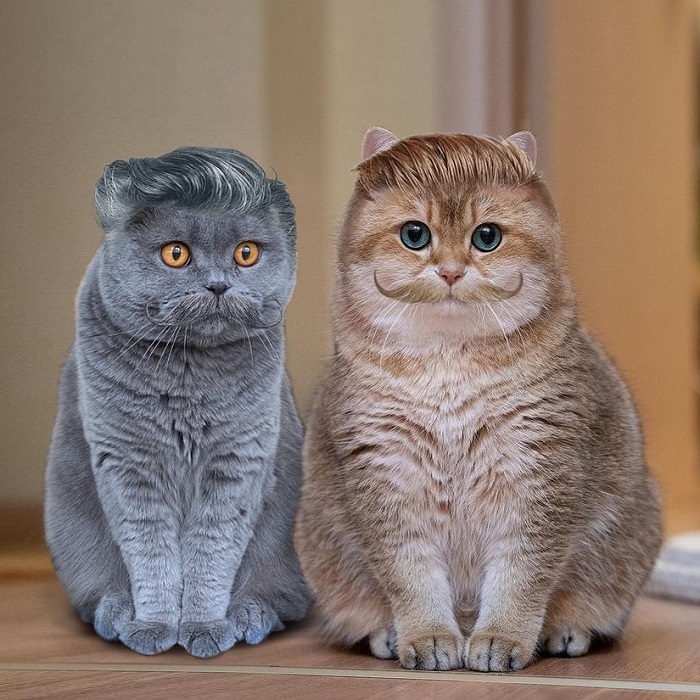 cat photoshop hairdos