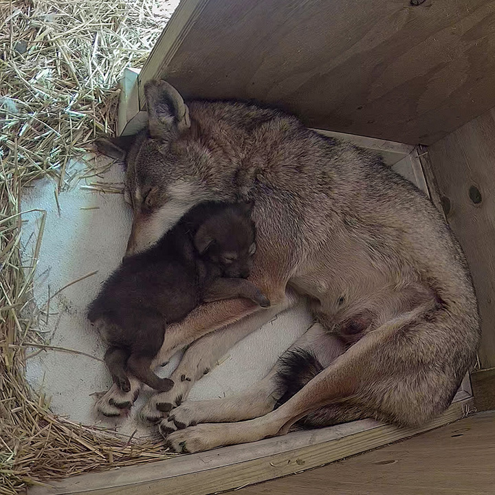 rare wolf pup born