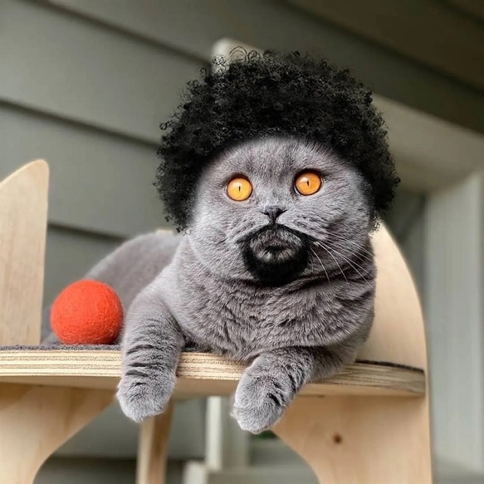 cat photoshop hairdos