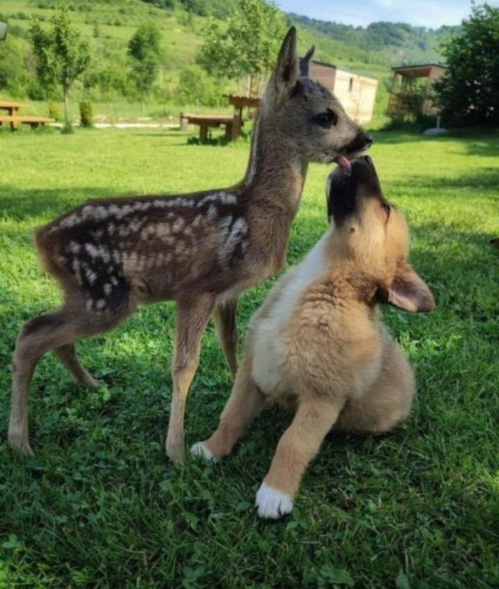 deer and dog