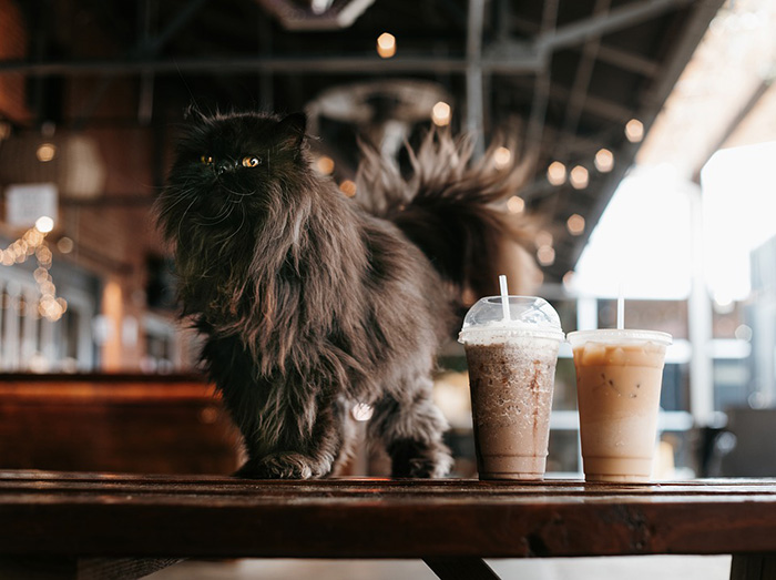 cat cafe Oahu