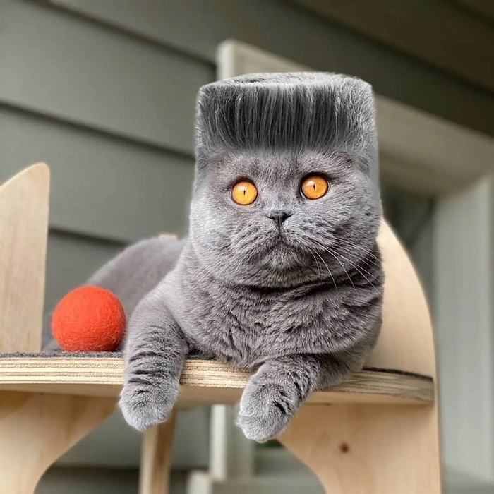 cat photoshop hairdos