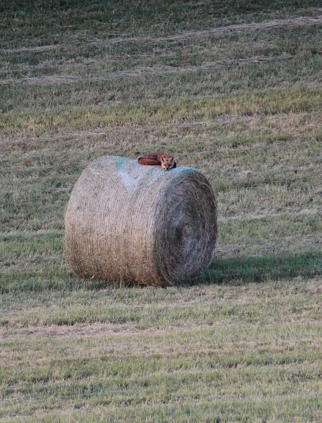 fox asleep on a bay of hale