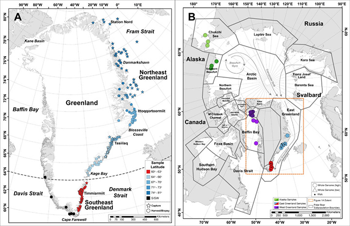 secret population of polar bears