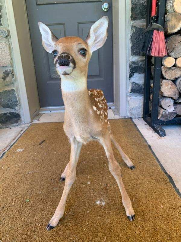 baby deer visit