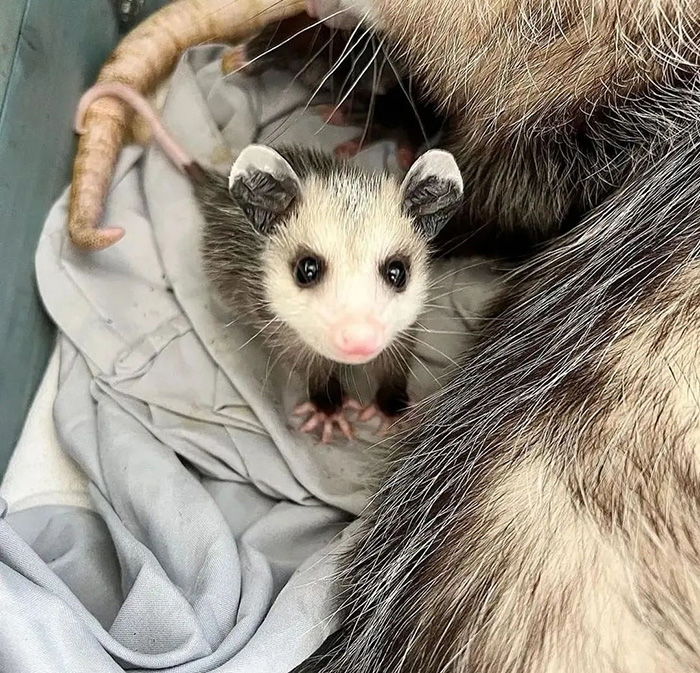 baby possum