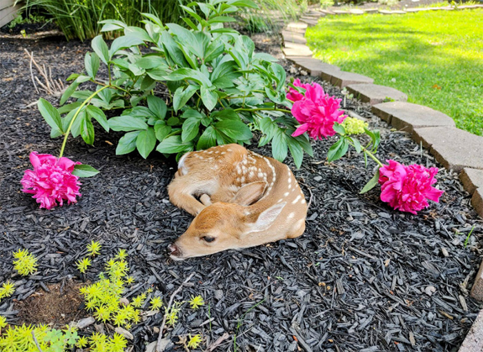 fawn in flowers