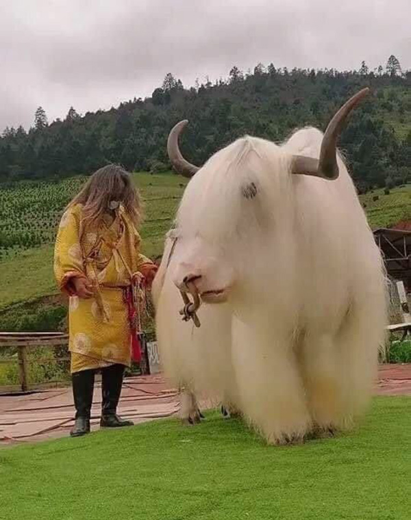  Tibetan Yak