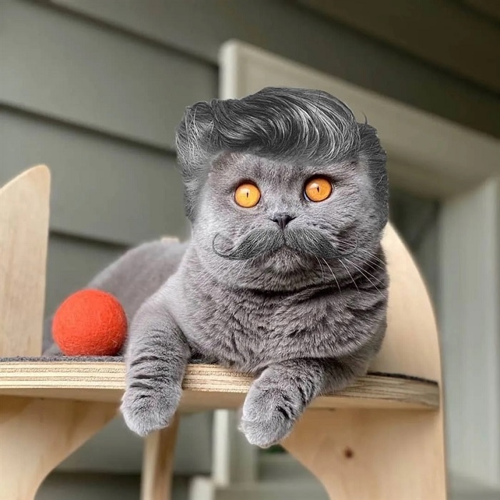 cat photoshop hairdos
