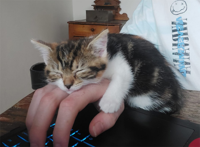 kitten sleeps on hand