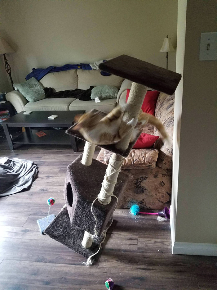 describe your cat in one picture