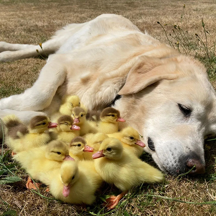 dog adopts ducklings for second time